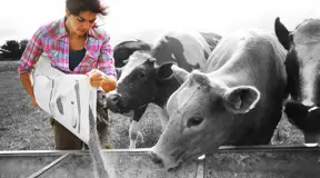Farmer feeding cows
