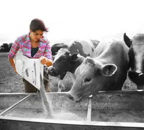 Farmer feeding cows