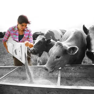 Farmer feeding cows