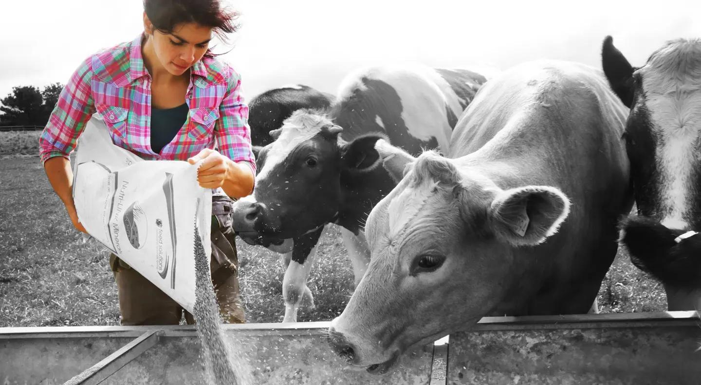 Farmer feeding cows