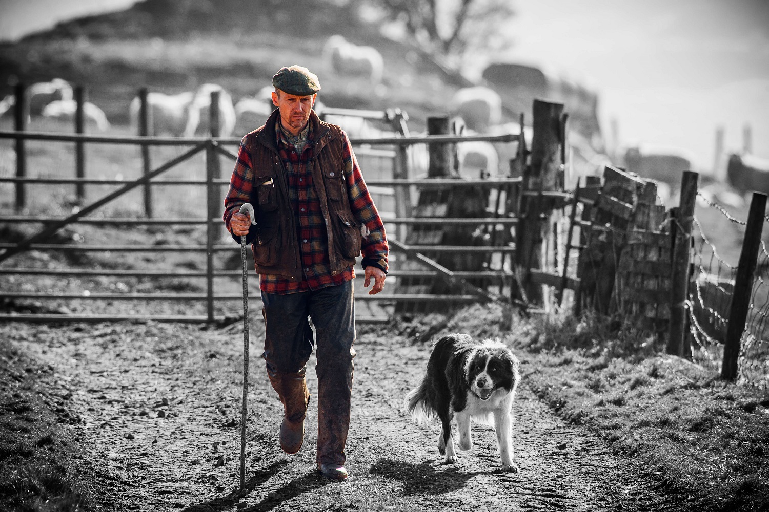 Agriculture farmer and sheep dog