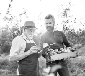 Farmers picking apples 